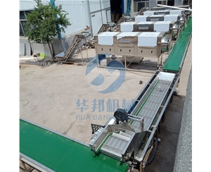 無藥水核桃仁脫皮機  去衣核桃仁設(shè)備